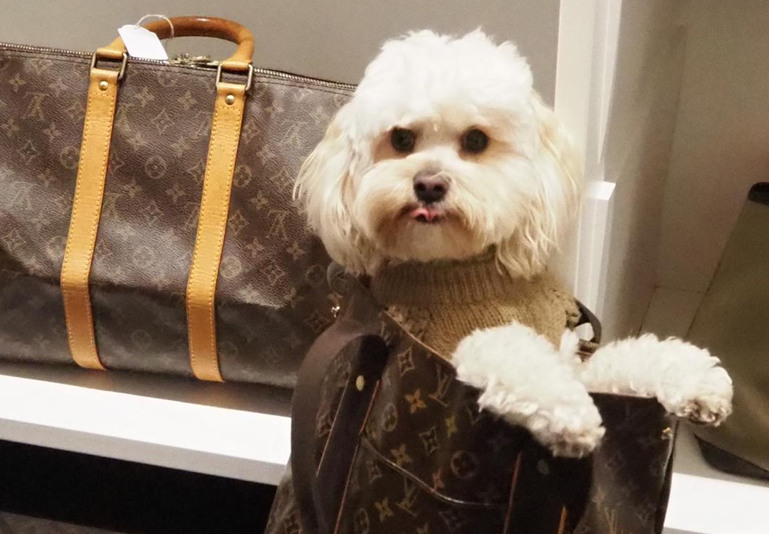 Louis Vuitton Doggy Bag